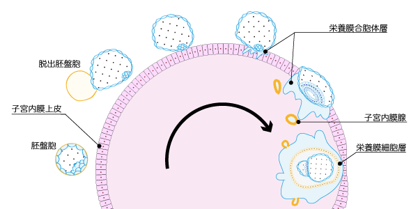着床のイメージ