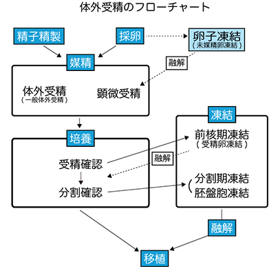 培養室から体外受精のフローチャート