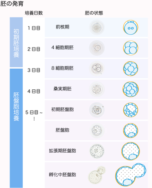 培養室から胚の発育