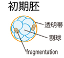 培養室から初期胚