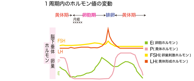 卵巣機能低下１周期内のホルモン値の変動