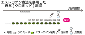 卵巣機能低下エストロゲン療法を併用した自然（クロミッド）周期