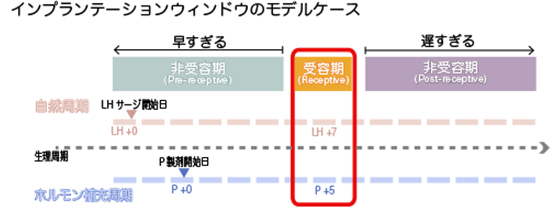 着床不全インプランテーションウィンドウのモデルケース