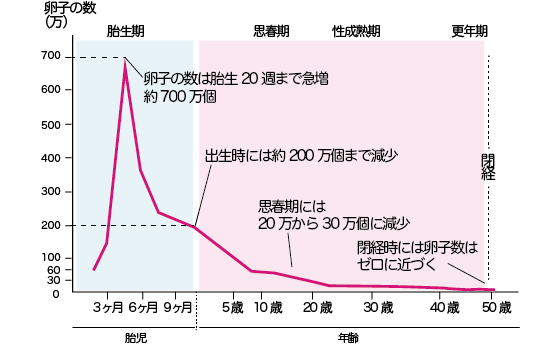 卵子凍結保存女性の一生と卵子の数の変化