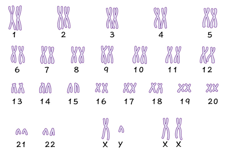 PGT-A(着床前胚染色体異数性検査)写真