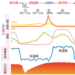 不妊の原因・検査不妊検査の時期・スケジュール